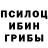 Псилоцибиновые грибы Psilocybine cubensis Andrey Zaika